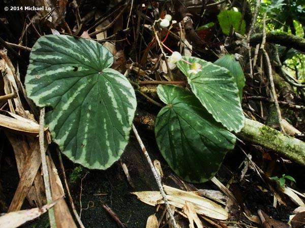 B. promethea